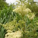 Filipendula ulmaria (2)